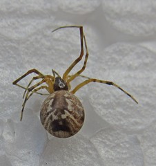 Parasteatoda simulans