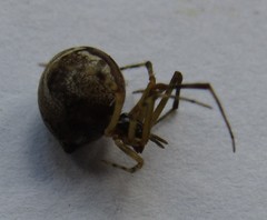 Parasteatoda simulans