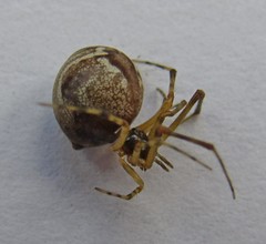 Parasteatoda simulans