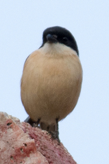 Lanius collurioides