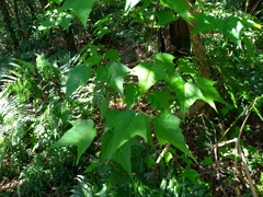 Acer caudatifolium