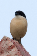 Lanius collurioides