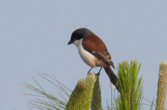 Lanius collurioides