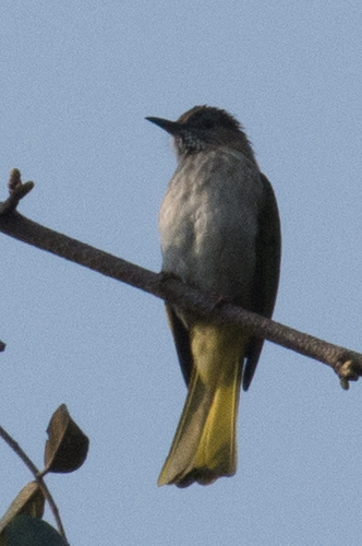 Mountain Bulbul (Ixos mcclellandii), photo 10