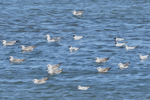 Avistamiento Gaviota Dorsinegra Menor