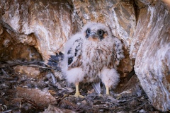 Falco peregrinus