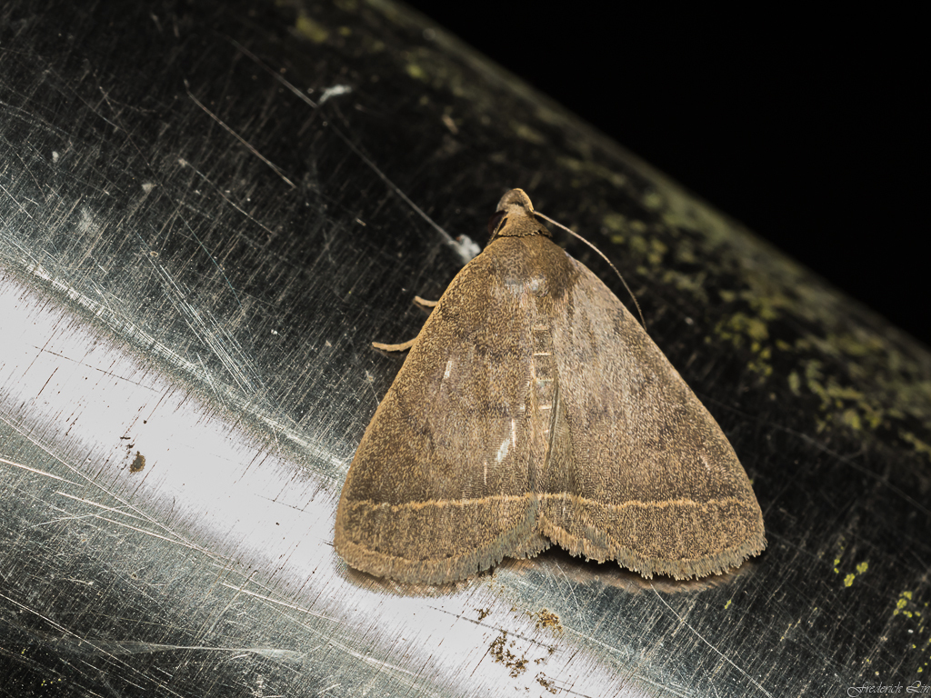 Simplicia simplicissima