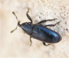 Aulacobaris