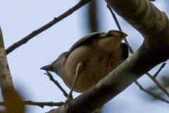 Pteruthius aeralatus