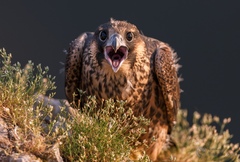 Falco peregrinus