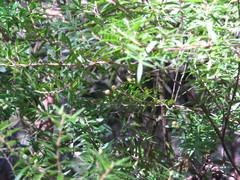 Acrotriche aggregata