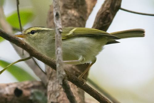 Davison's Leaf Warbler (Phylloscopus intensior), photo 4
