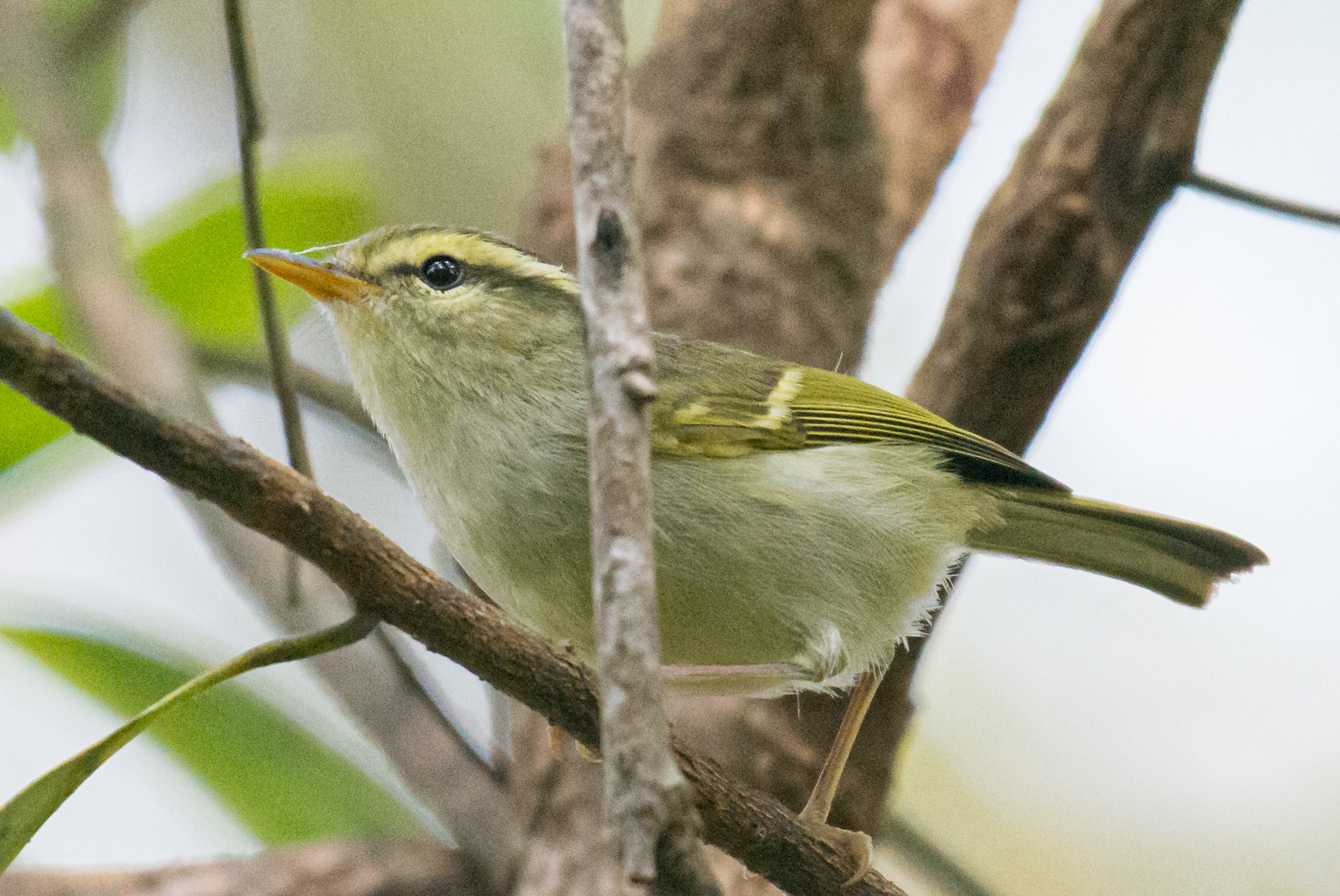 Davison's Leaf Warbler