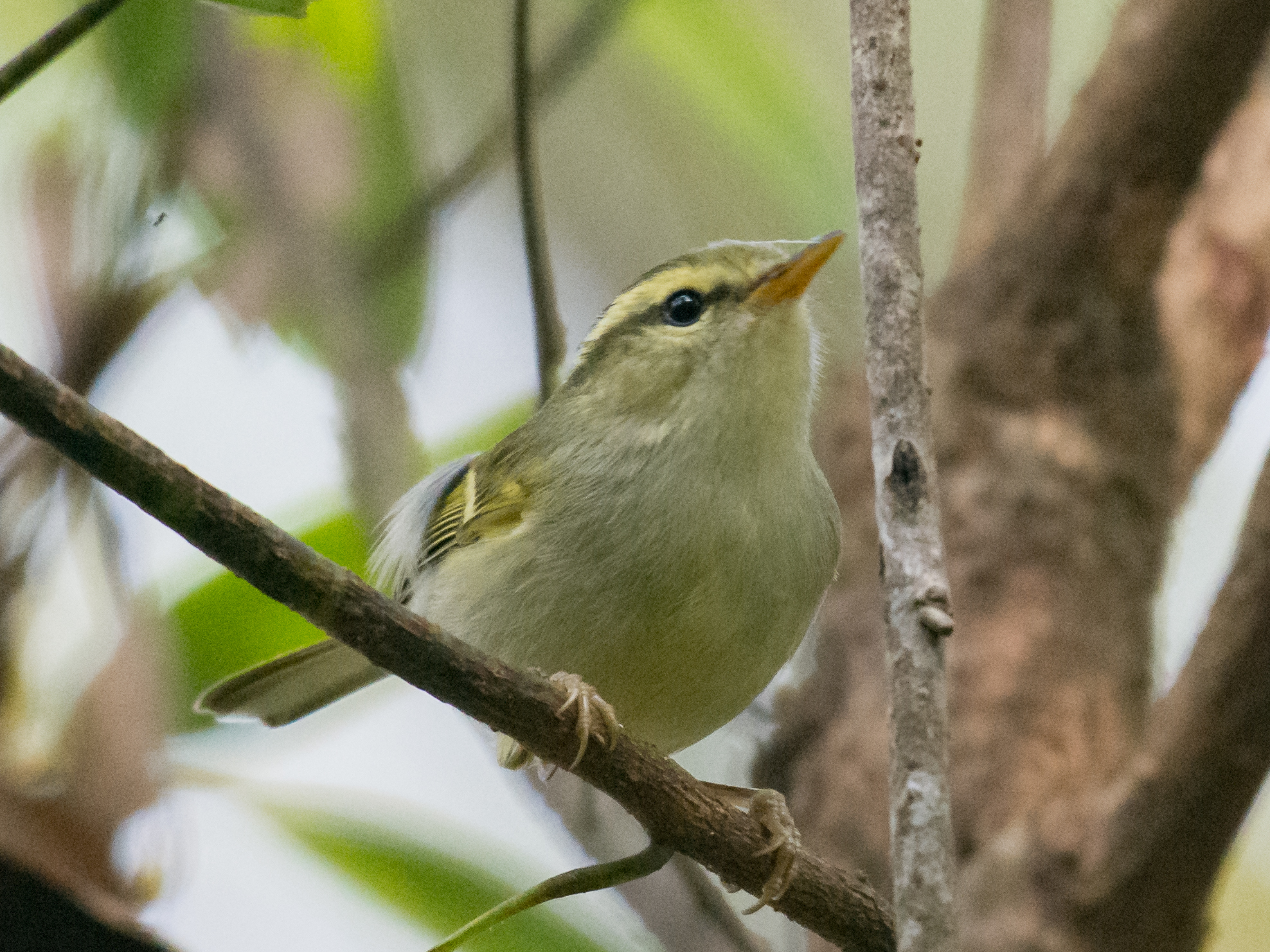 Davison's Leaf Warbler