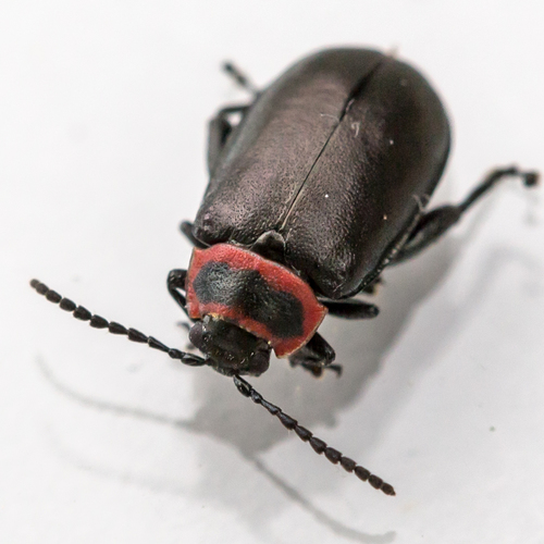 Red-lined Flea Beetle