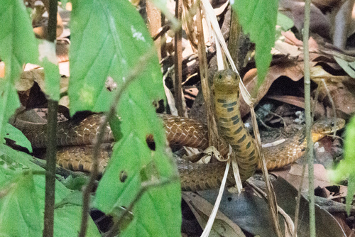 Assam Mountain Snake
