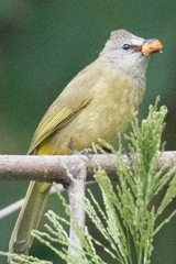 Pycnonotus flavescens