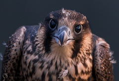 Falco peregrinus