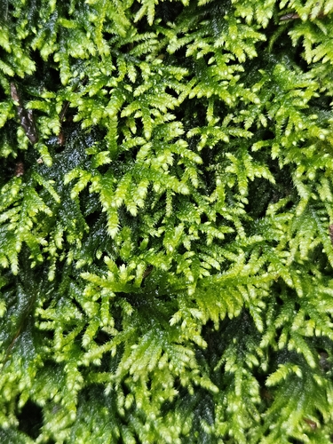 Flagellate Feather-moss (Hyocomium armoricum)