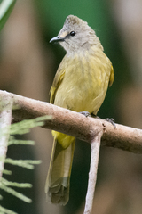Pycnonotus flavescens