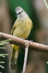 Pycnonotus flavescens