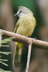 Pycnonotus flavescens