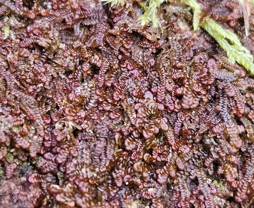 Tamarisk Scalewort (Frullania tamarisci)
