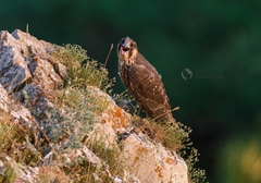 Falco peregrinus