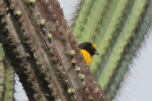Purple-throated Euphonia