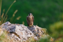 Falco peregrinus