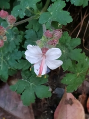 Geranium macrorrhizum