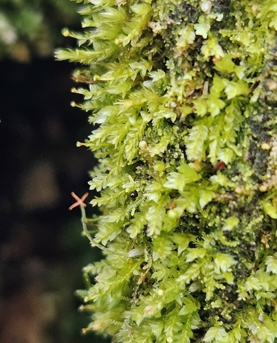 Tetraphis Moss (Tetraphis pellucida)