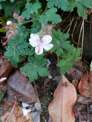 Geranium macrorrhizum