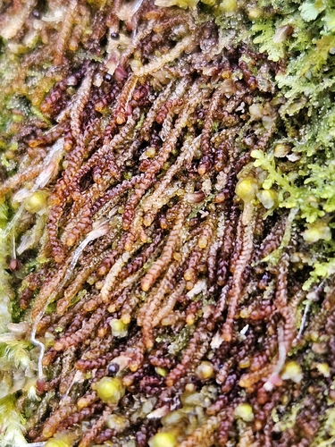 Rustwort (Nowellia curvifolia)