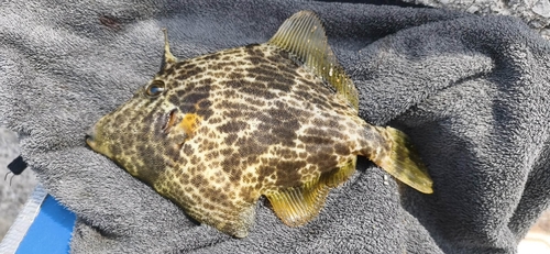 Reticulated Leatherjacket