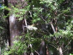 Acrotriche aggregata