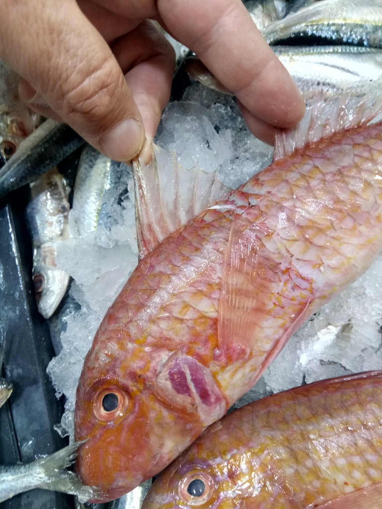 Photo of West African goatfish (Pseudupeneus prayensis)