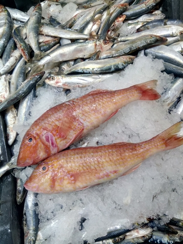 Photo of West African goatfish (Pseudupeneus prayensis)