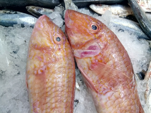 Photo of West African goatfish (Pseudupeneus prayensis)