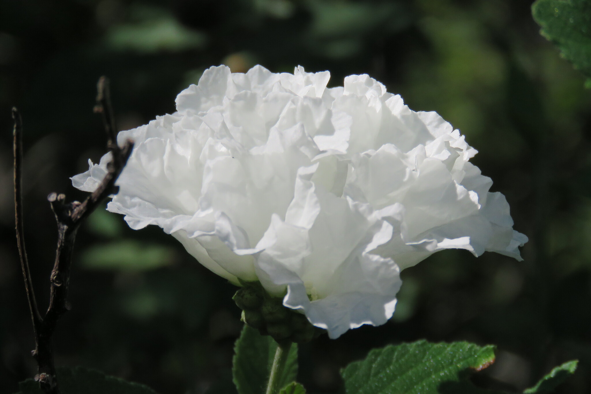 Varronia leucocephala