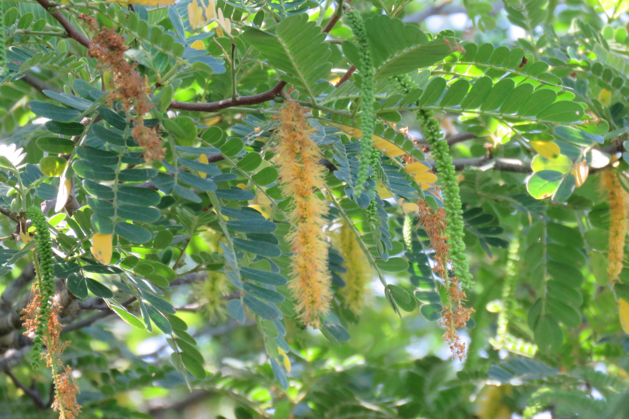 Pityrocarpa moniliformis