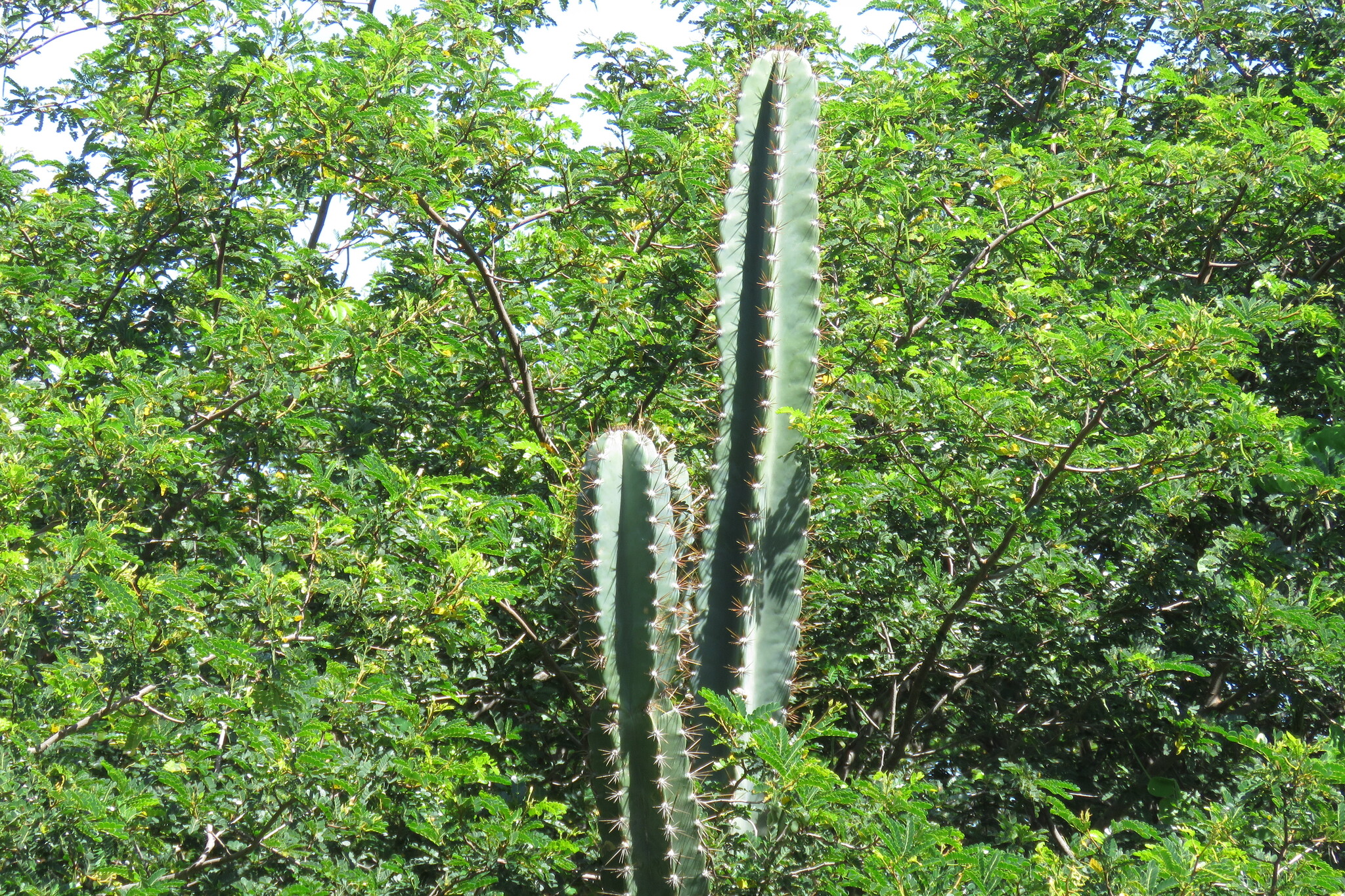 Cereus jamacaru