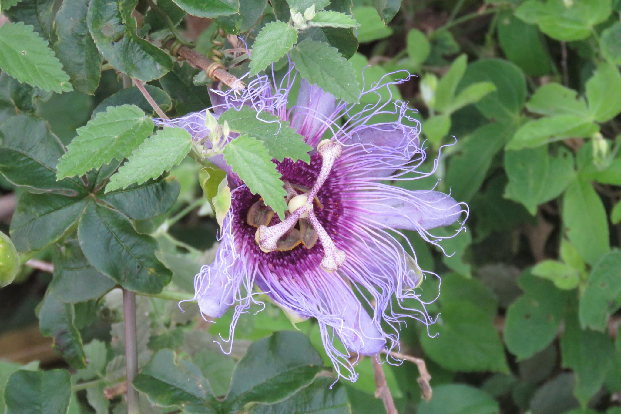 Passiflora cincinnata
