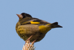 Chloris ambigua