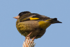 Chloris ambigua
