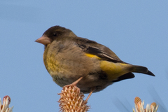 Chloris ambigua
