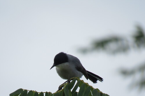 Polioptila plumbea atricapilla
