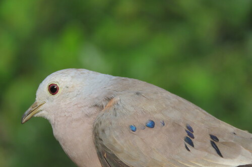 Plain-breasted Ground Dove
