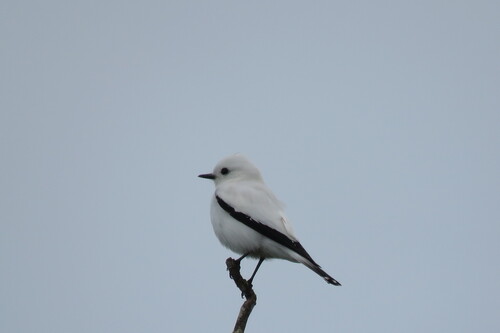 White Monjita