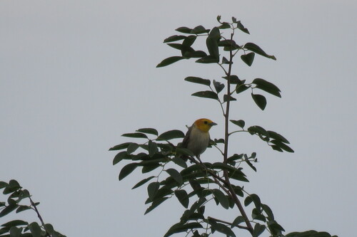 Orange-headed Tanager